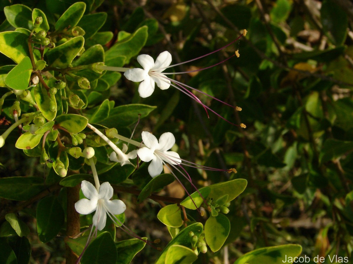 Volkameria inermis L.